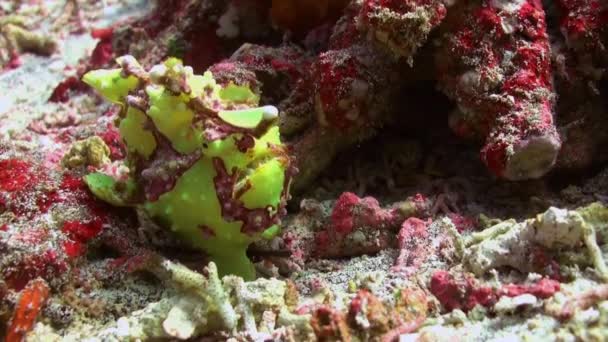 Green Fish visser anglerfishe Hunt in koraalriffen. — Stockvideo