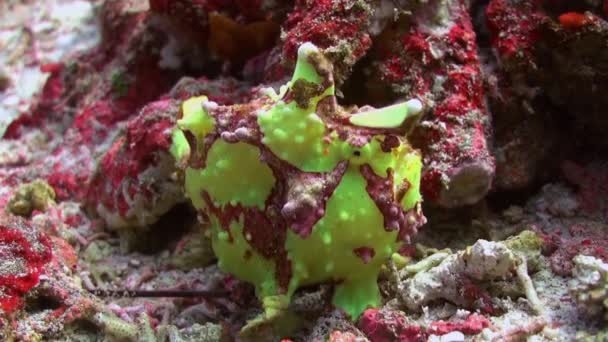 Pescador de peces verdes caza de anglerfishe en los arrecifes de coral . — Vídeos de Stock