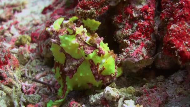 Pescador de peces verdes caza de anglerfishe en los arrecifes de coral . — Vídeos de Stock