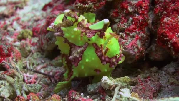 Pescador de peces verdes caza de anglerfishe en los arrecifes de coral . — Vídeos de Stock