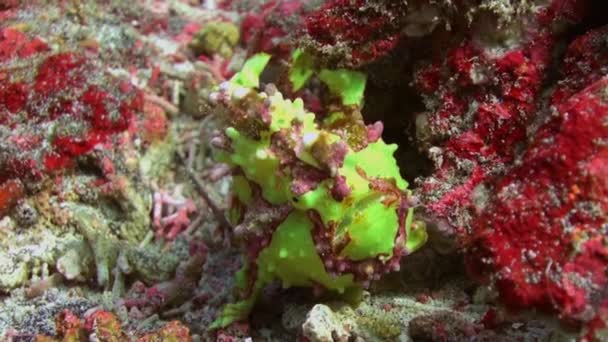 Pescador de peces verdes caza de anglerfishe en los arrecifes de coral . — Vídeos de Stock