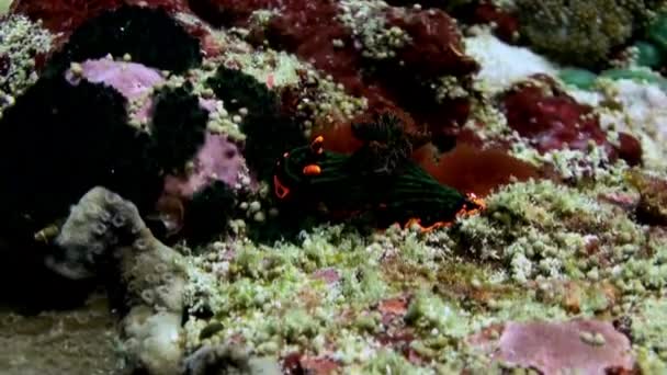 Μαύρο nudibranch γυμνοσάλιαγκας θάλασσα με τα ρόδινα σημεία. — Αρχείο Βίντεο