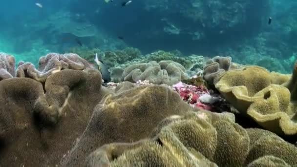 Thickets leather corals on the sea floor. — Stock Video