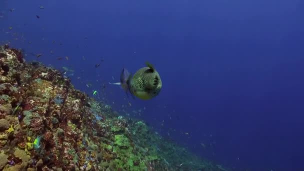 Kolcobrzuch tuńczyka i rekin w jednej ramce w błękitne morze — Wideo stockowe