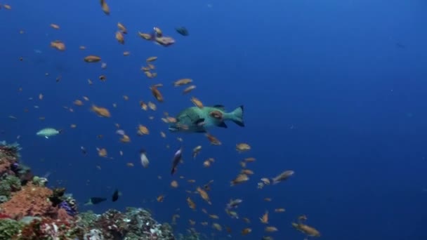 Тунец и акула в одном кадре в синем море — стоковое видео