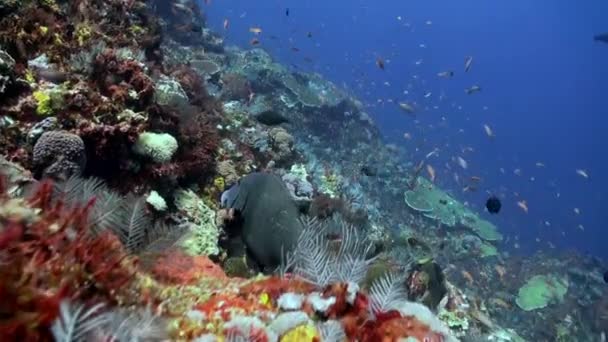 Gros poissons à lèvres douces et poissons plus propres sur le récif . — Video