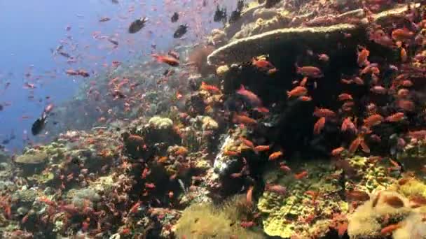 L'école de poissons colorés sur la pente du récif . — Video