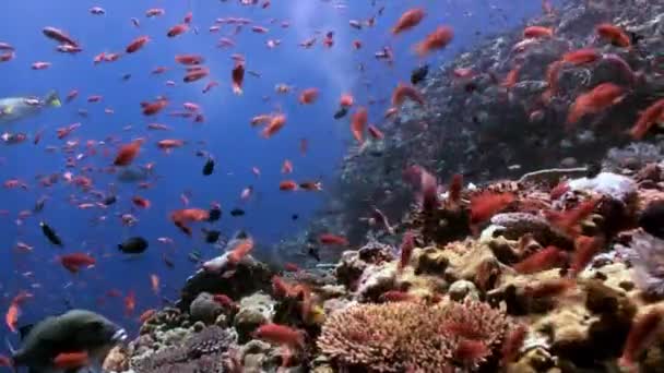 A escola de peixes coloridos na encosta do recife . — Vídeo de Stock