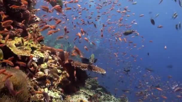 School van kleurrijke vissen en grote sweetlips op rif. — Stockvideo