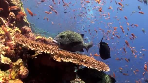 Skola av färgglada fiskar och stora sweetlips på revet. — Stockvideo