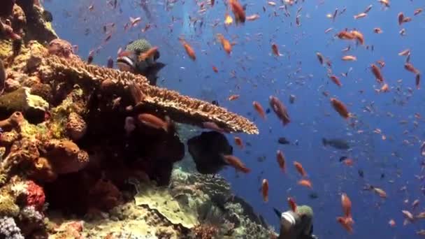 화려한 물고기와 산호초에 큰 스 윗 립 물고기의 학교. — 비디오