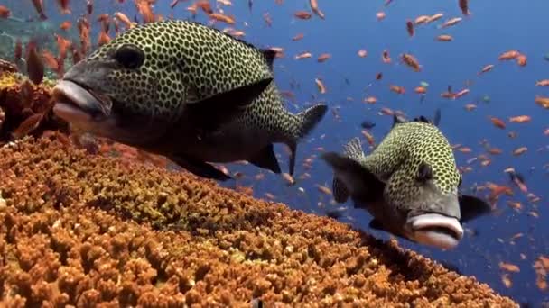 Skola av färgglada fiskar och stora sweetlips på revet. — Stockvideo