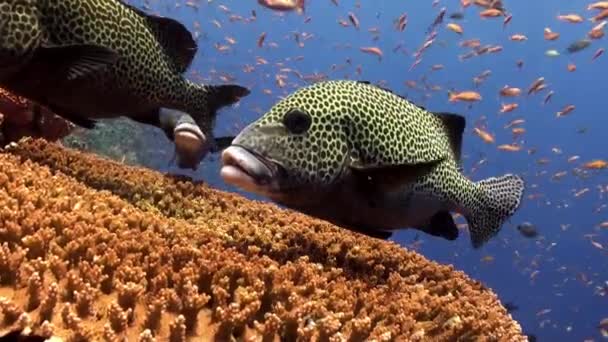 School van kleurrijke vissen en grote sweetlips op rif. — Stockvideo