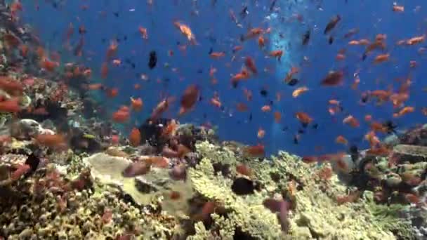 A escola de peixes coloridos na encosta do recife . — Vídeo de Stock