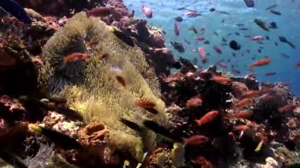 A escola de peixes coloridos na encosta do recife . — Vídeo de Stock