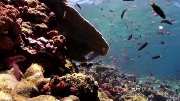 La scuola di pesci colorati sul pendio della barriera corallina . — Video Stock