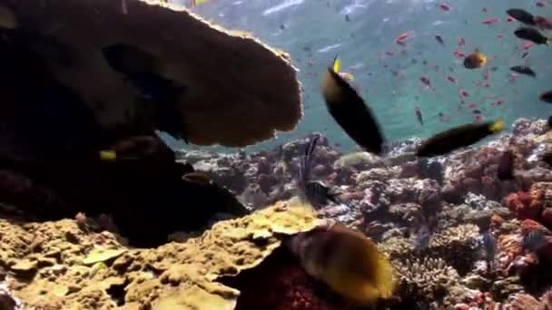 Die Schwärme bunter Fische am Riffhang. — Stockvideo