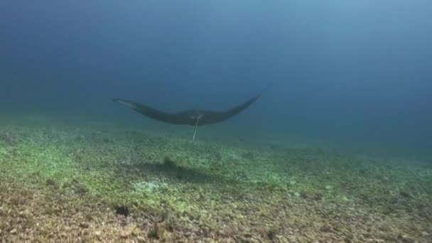Reus Mantas Ray zwemmen in blauwe zee zoeken van voedsel. — Stockvideo