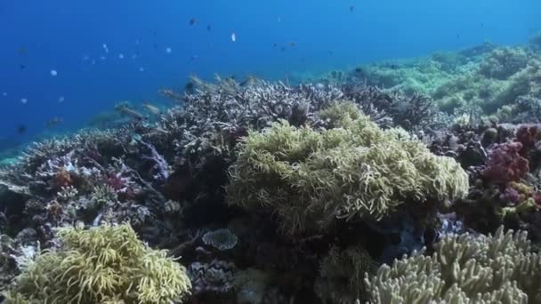 Die unterwasserwelt von bali indonesien. — Stockvideo