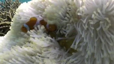 Yellow Clownfish In White Anemone In Blue Sea.