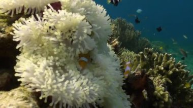 Yellow Clownfish In White Anemone In Blue Sea.