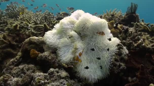 Yellow Clownfish In White Anemone In Blue Sea. — Stock Video