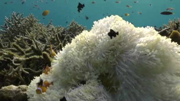 Yellow Clownfish In White Anemone In Blue Sea. — Stock Video