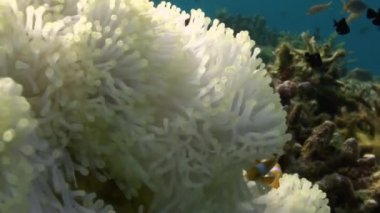 Yellow Clownfish In White Anemone In Blue Sea.