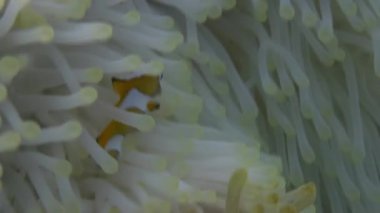 Yellow Clownfish In White Anemone In Blue Sea.