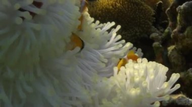 Yellow Clownfish In White Anemone In Blue Sea.