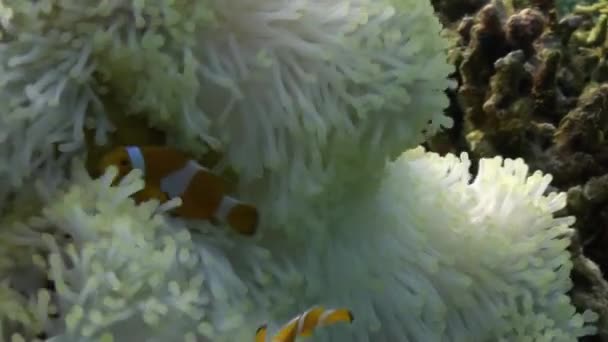 Yellow Clownfish In White Anemone In Blue Sea. — стокове відео
