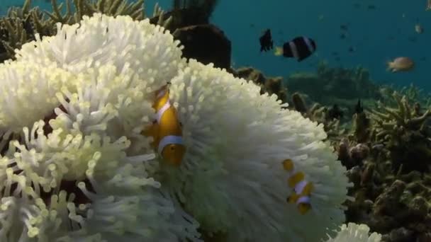 Gelber Clownfisch in weißer Anemone im blauen Meer. — Stockvideo