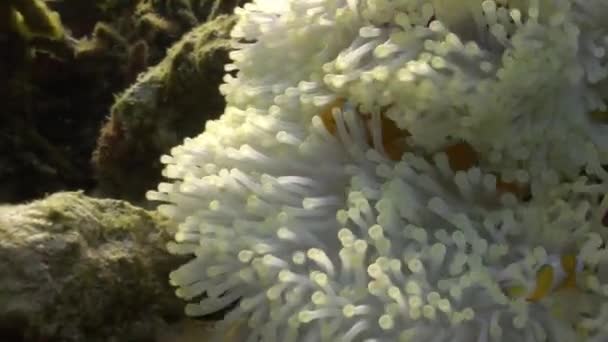 Yellow Clownfish In White Anemone In Blue Sea. — Stock Video