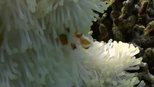 Pesce pagliaccio giallo in anemone bianco nel mare blu . — Video Stock