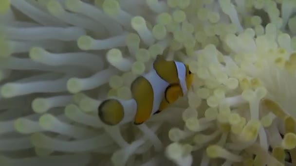 Yellow Clownfish In White Anemone In Blue Sea. — Stockvideo