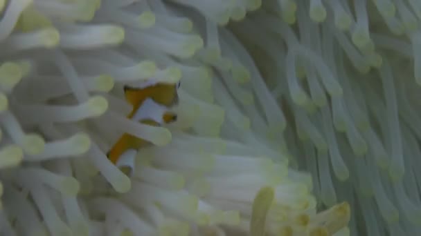 Clownfish jaune en anémone blanche en mer bleue .