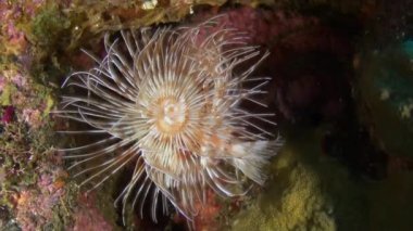 Okyanusta Mercanlar Arasında Tüp Solucanlar.