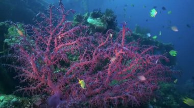 Okyanus tabanındaki kırmızı yumuşak mercanlar ve balıklar..