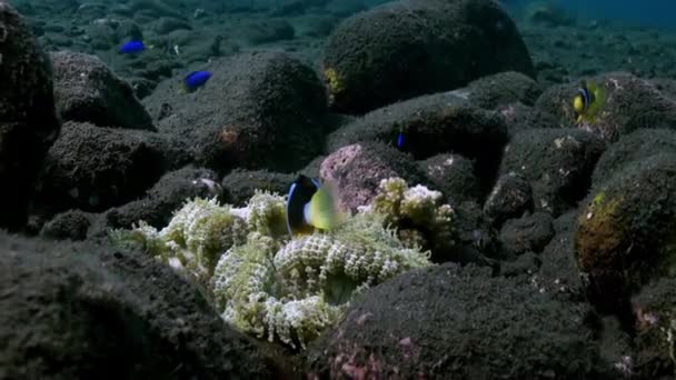 Yellow Clownfish In White Anemone In Blue Sea. — Stock video