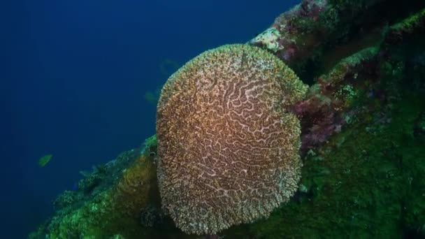 Σκληρά πέτρινα κοράλλια και πολύχρωμα ψάρια στη γαλάζια θάλασσα. — Αρχείο Βίντεο