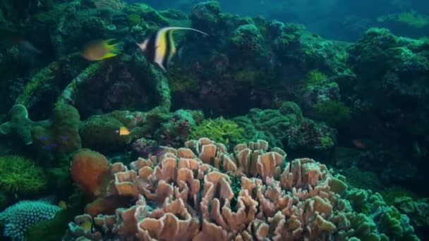 Жесткие кораллы и разноцветная рыба в голубом море . — стоковое видео