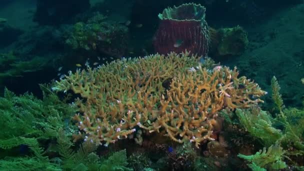 Tvrdé kamenité korály a pestré ryby v modrém moři. — Stock video