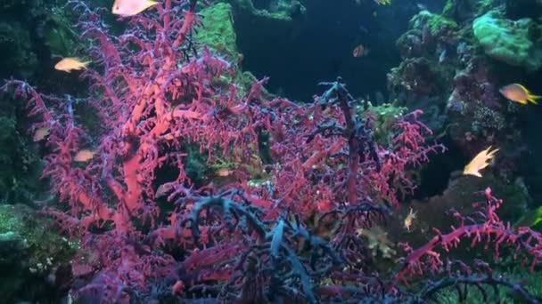 Червоний м'який корал на дні океану і риби . — стокове відео
