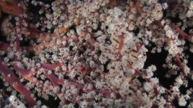 Okyanus tabanındaki kırmızı yumuşak mercanlar ve balıklar..