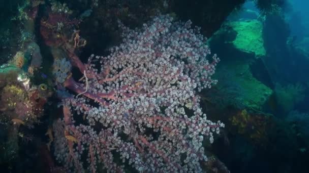 O coral macio vermelho no fundo do oceano e peixes . — Vídeo de Stock