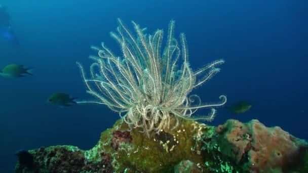 Karang batu yang keras dan ikan berwarna-warni di laut biru . — Stok Video