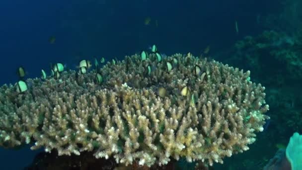 Жесткие кораллы и разноцветная рыба в голубом море . — стоковое видео