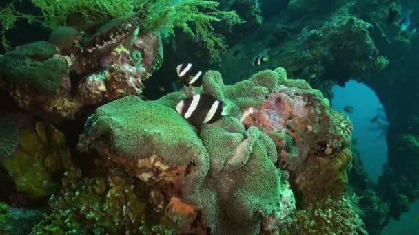 Schwarzer und weißer Clownfisch in weißer Anemone im Meer. — Stockvideo