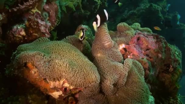 Schwarzer und weißer Clownfisch in weißer Anemone im Meer. — Stockvideo