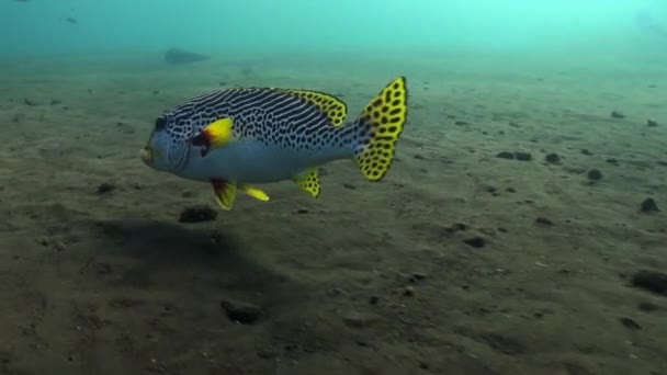 Big sweetlips fish on sandy bottom in search food. — Stock Video